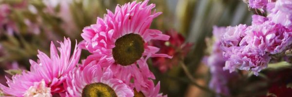 Common Types of Flowers Used for Drying and Their Meanings